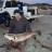 Two Mulloway, Two trips